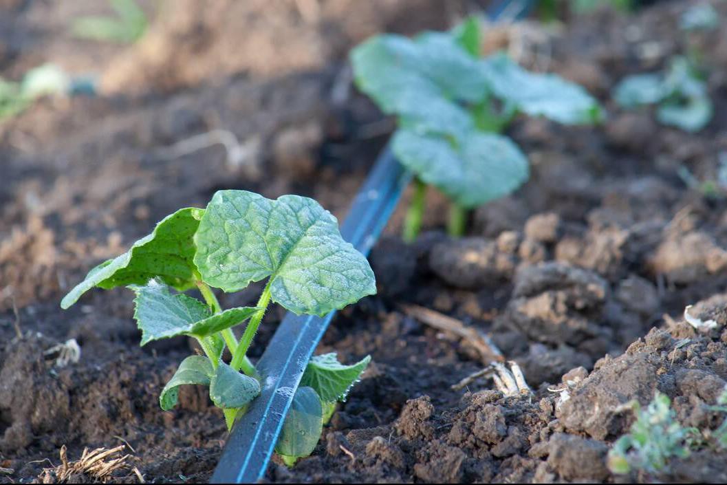 Drip irrigation of cucumber