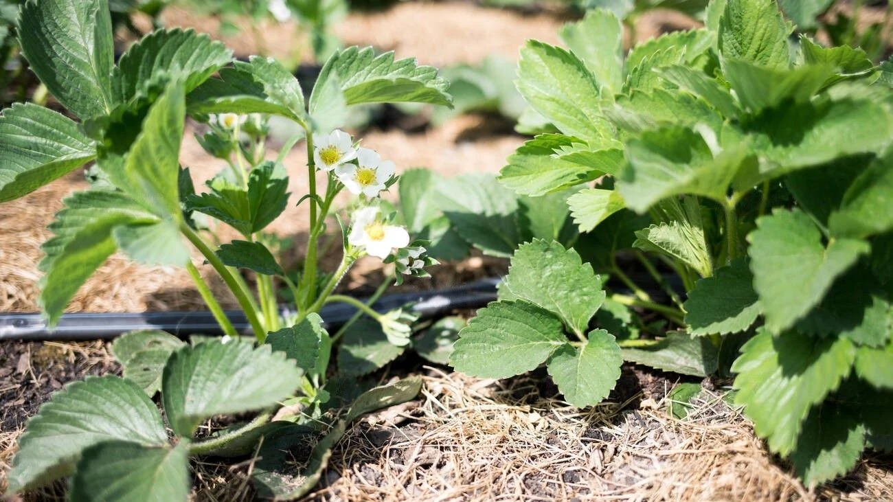 a strawberry seedling with a flower on drip irrigation a strawberry seedling with a flower on drip irrigation